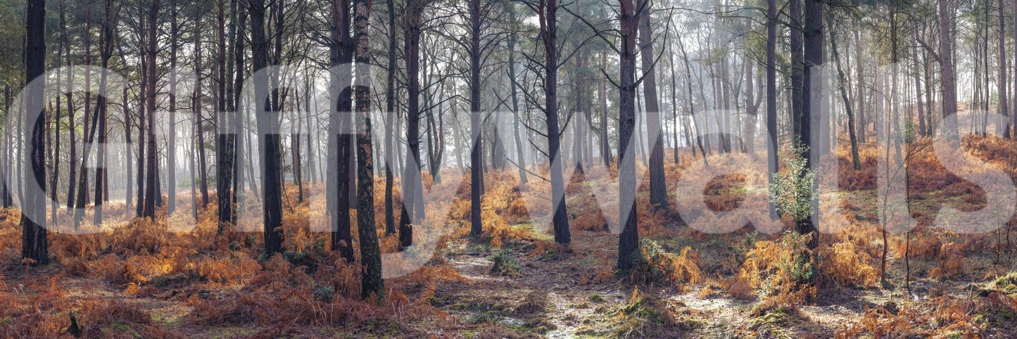 A high-quality minimalist tree wall mural for walls.