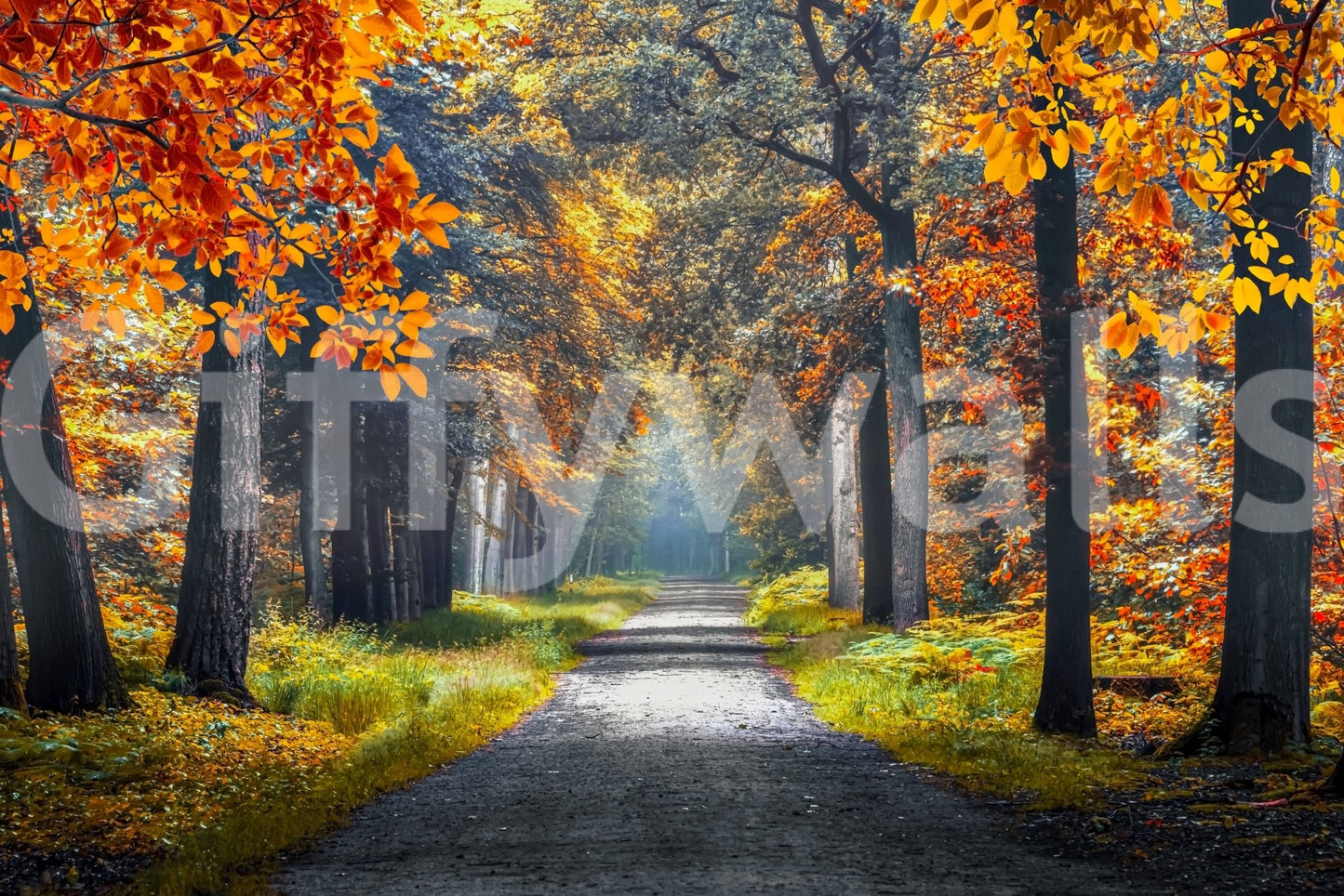 Tree wallpaper inspired wall mural of an autumn walkway, orange and green foliage in natural light