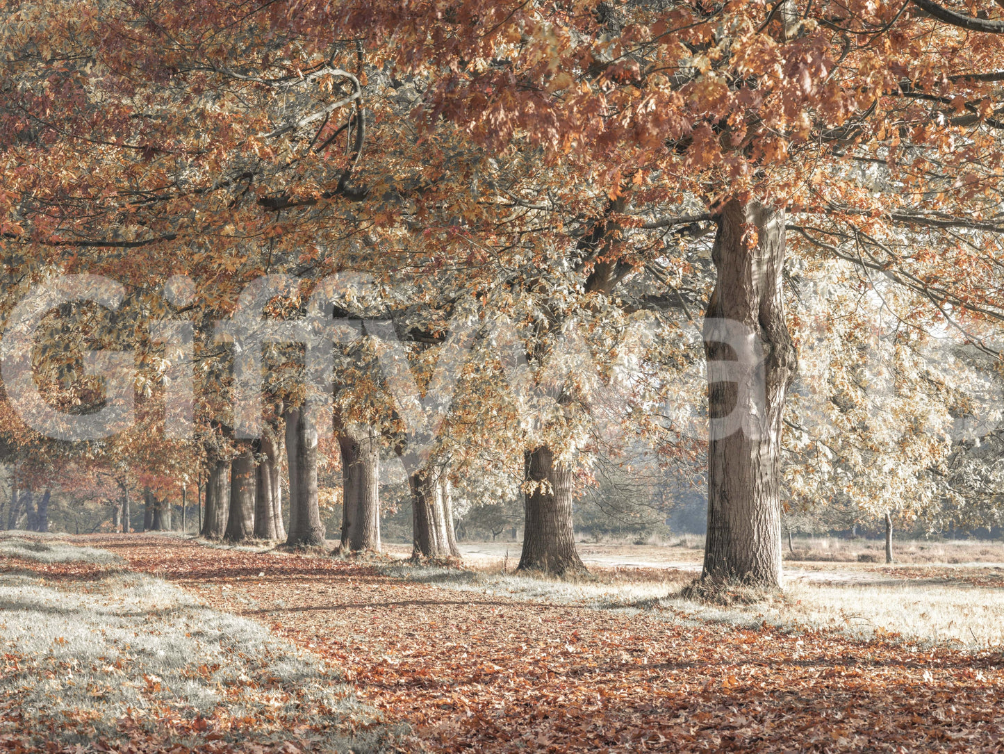 Rustic Fall Splendor wall design, tree-covered lane, golden foliage.