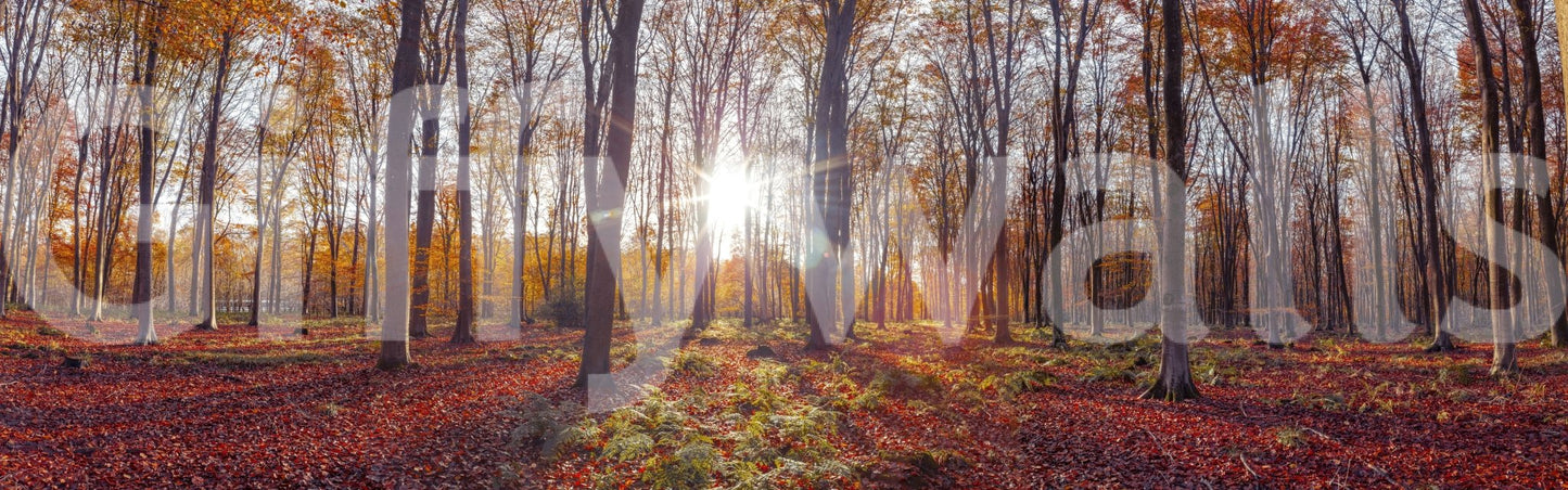 Soft, glowing autumn light captured in a wallpaper mural