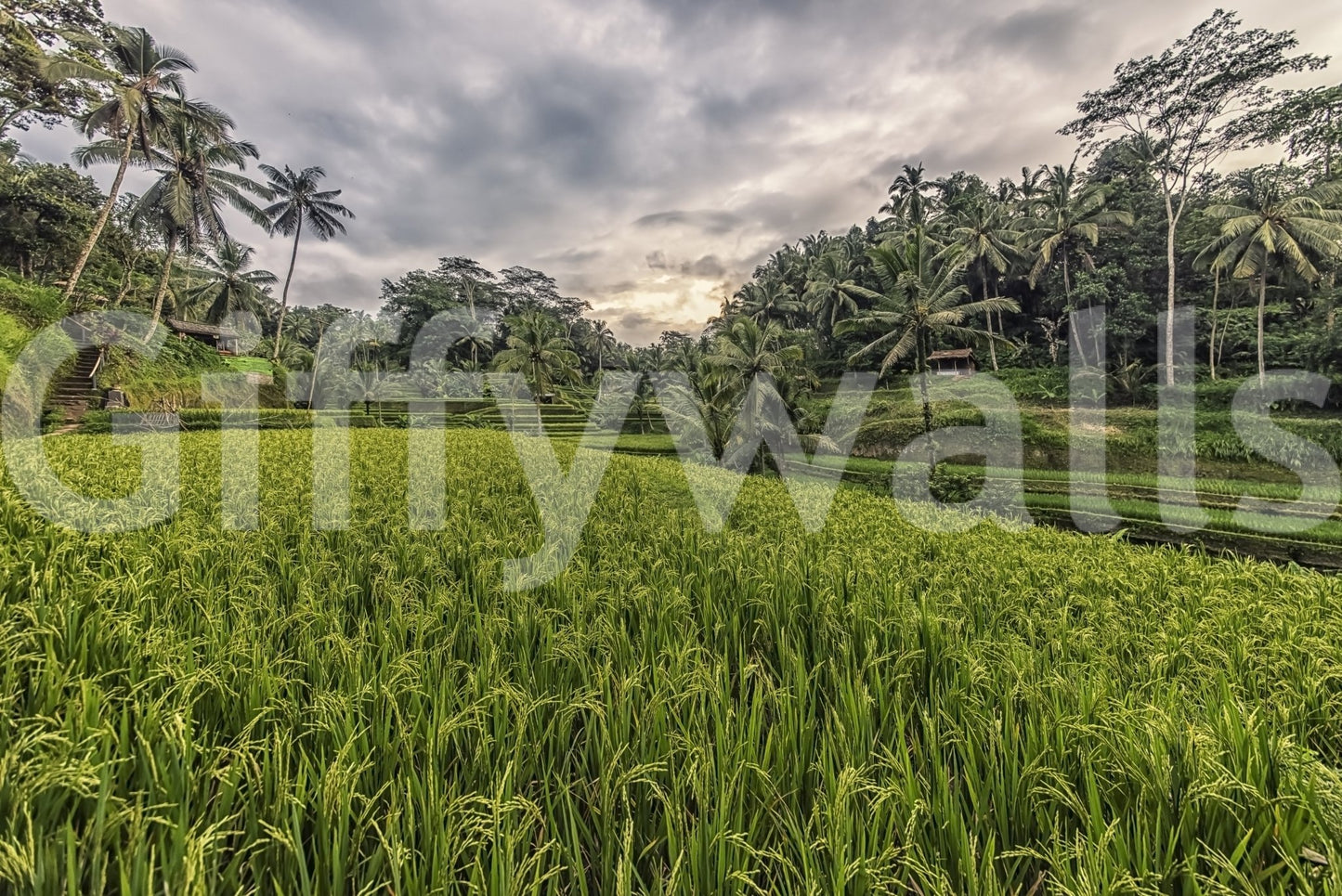 Bali Harvest Wall Mural