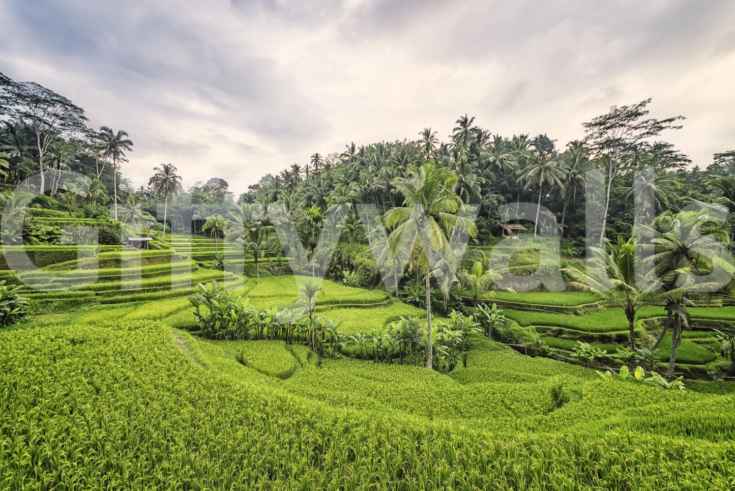 Bali Rice Terraces bright nature inspired wallpaper for walls.