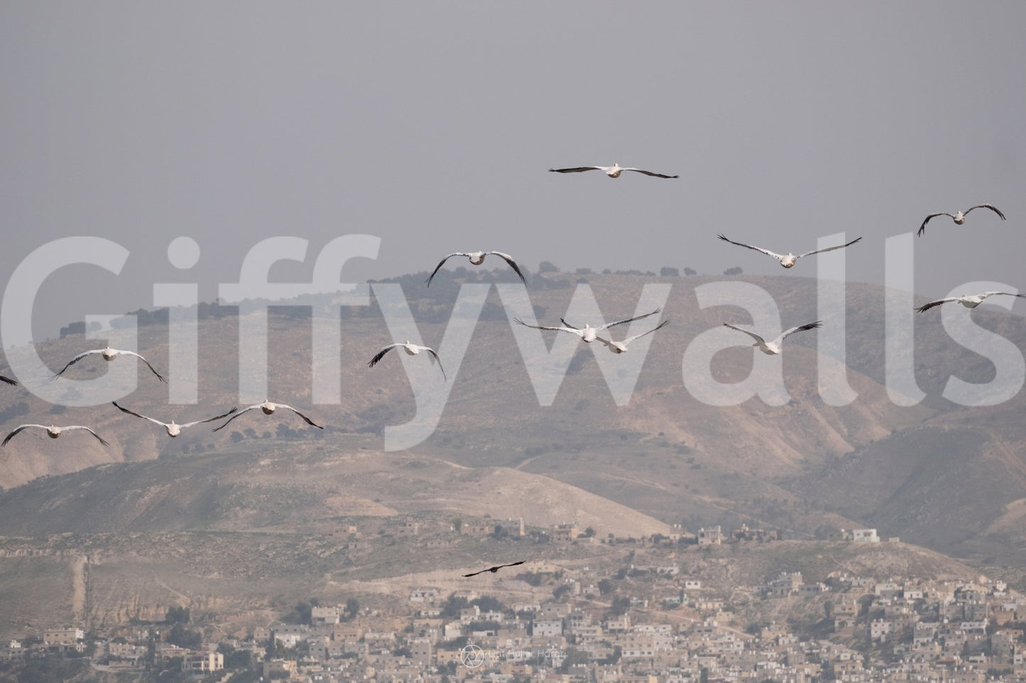 Provides a calming and artistic backdrop.