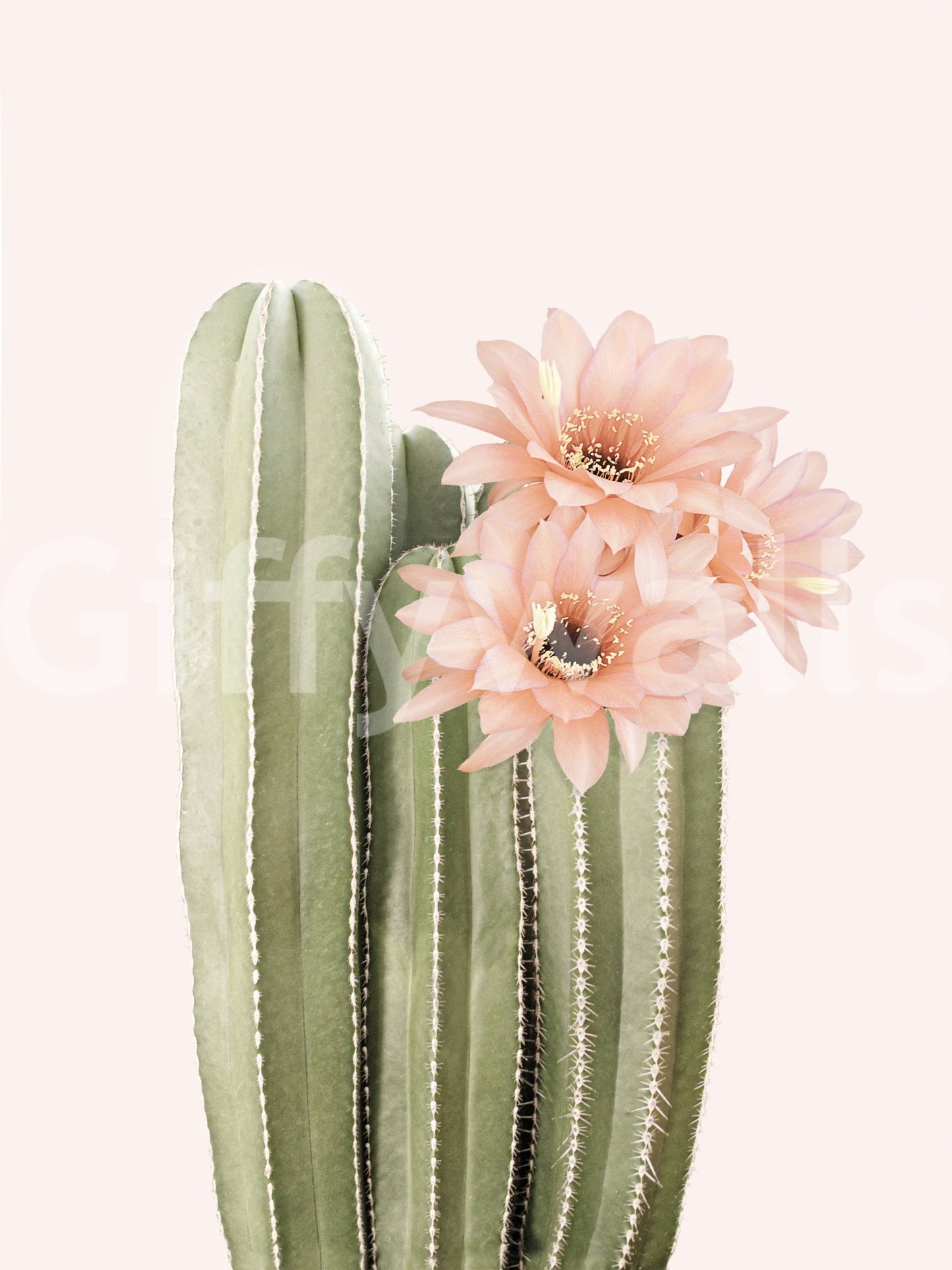 Beautiful desert cactus mural with blooming flowers for your home.