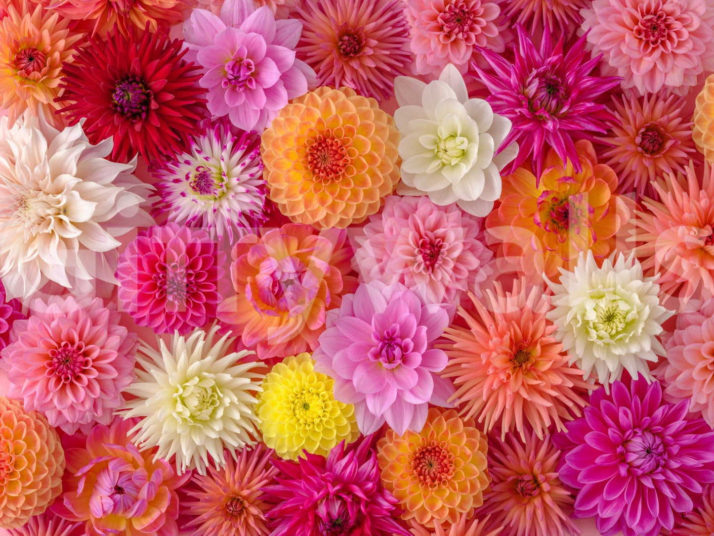 Blossom Medley Wall Mural