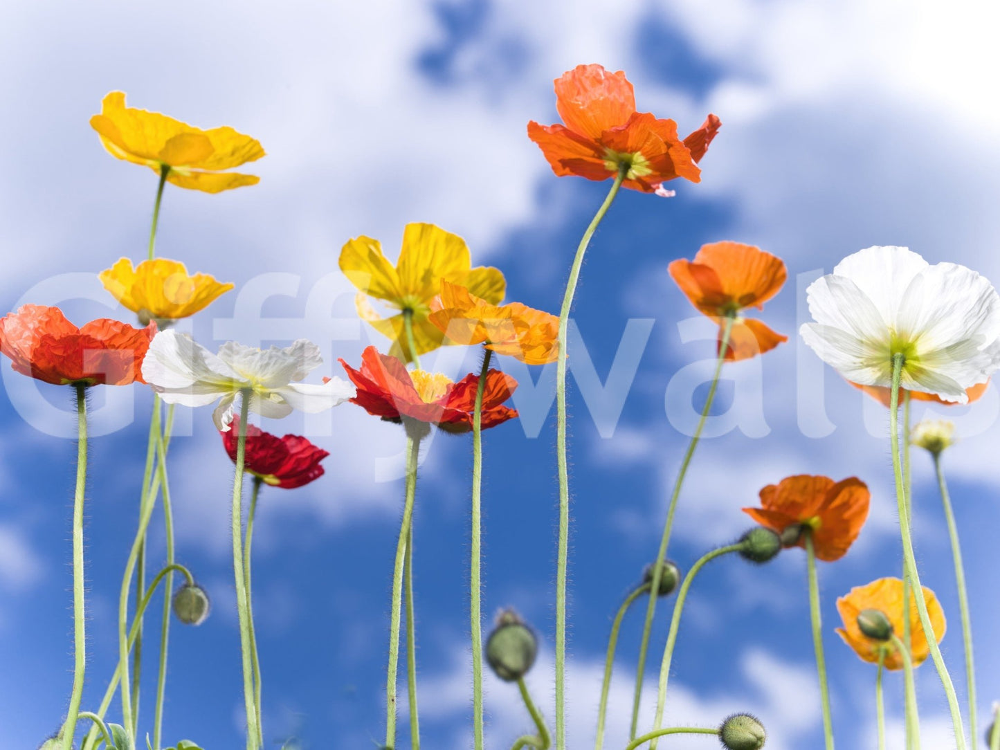 Floral sky view wall mural with tall stems
