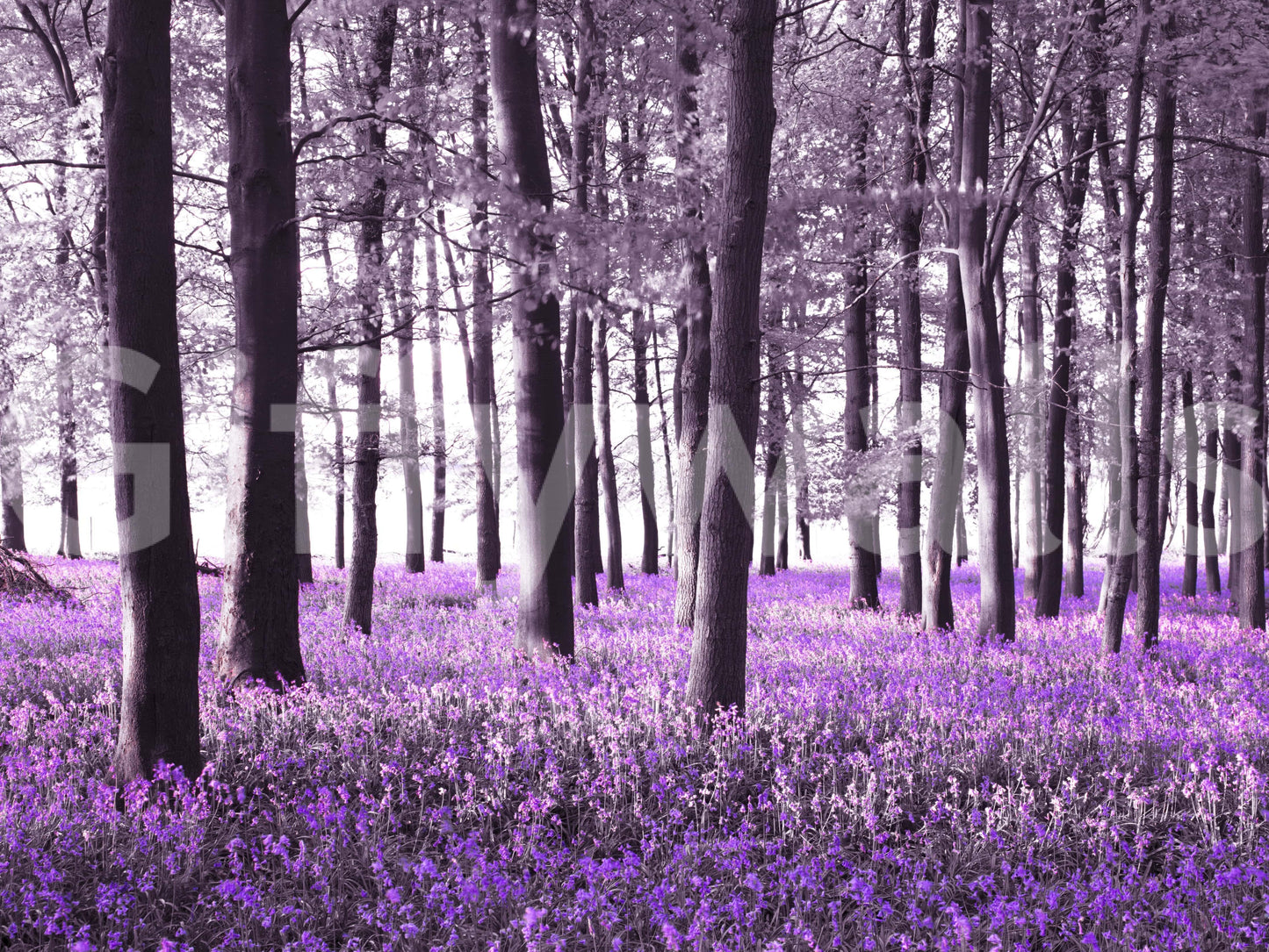 Mysteries of Bluebell Forest Wallpaper