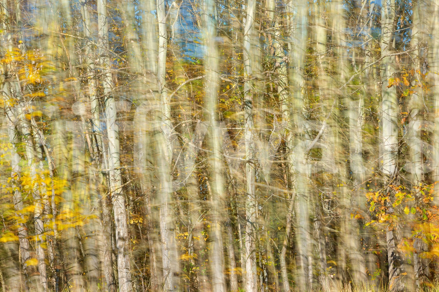 Muted fall foliage wall design