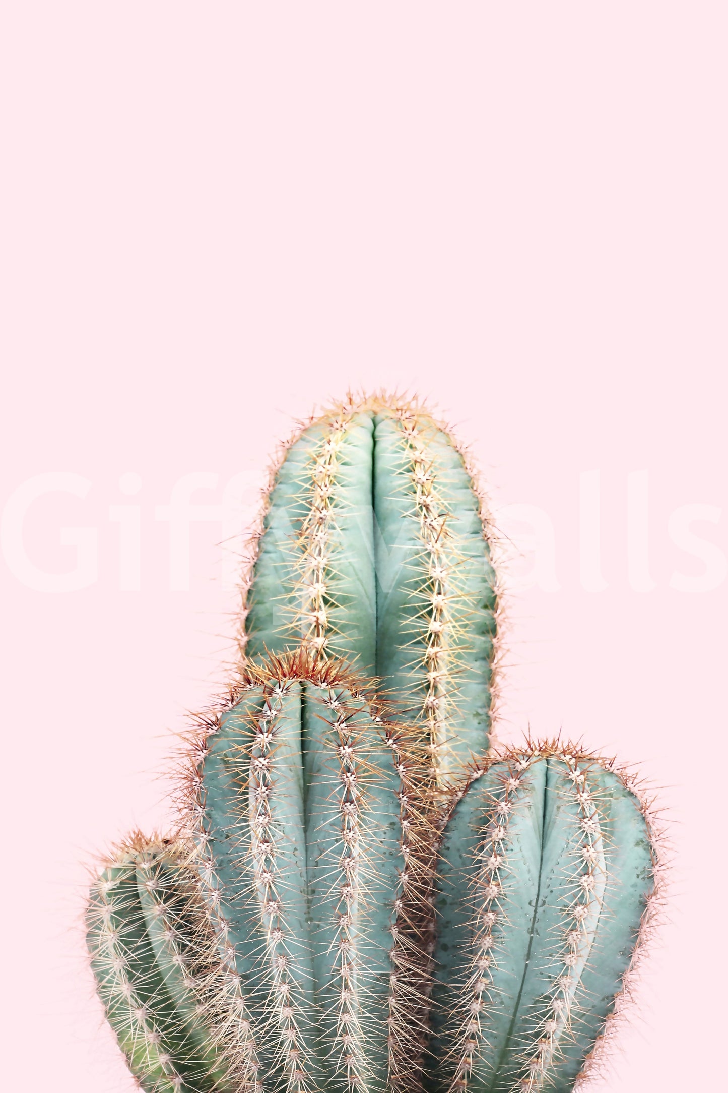 Blush-colored cactus mural for fresh, airy spaces