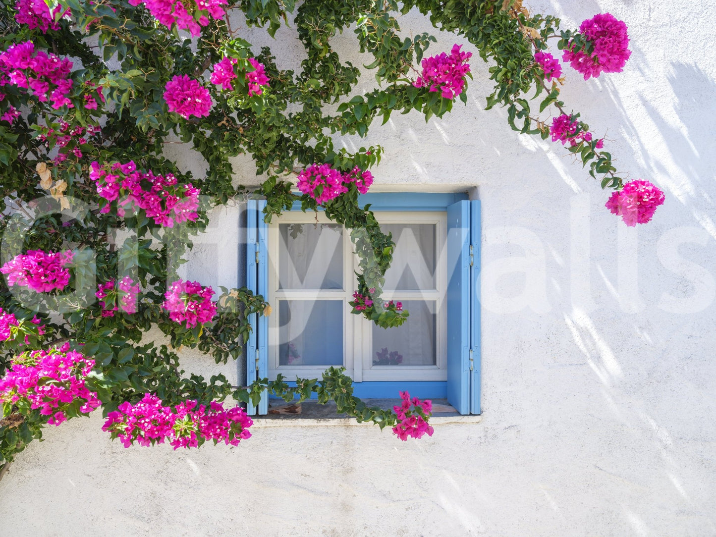 Bougainvillea by Blue Window Wall Mural