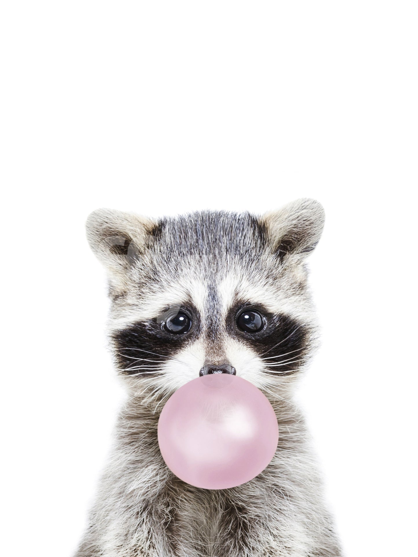 Fun and vibrant bubble gum raccoon wallpaper mural for walls.