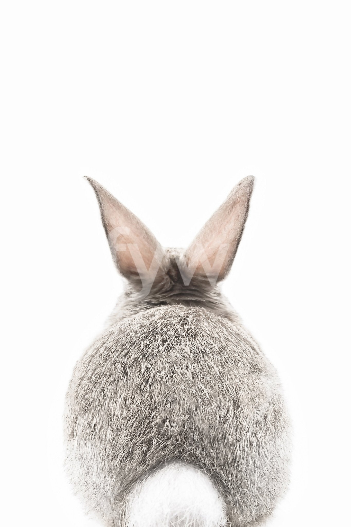 Soft bunny tail mural for a tranquil and whimsical home decor.