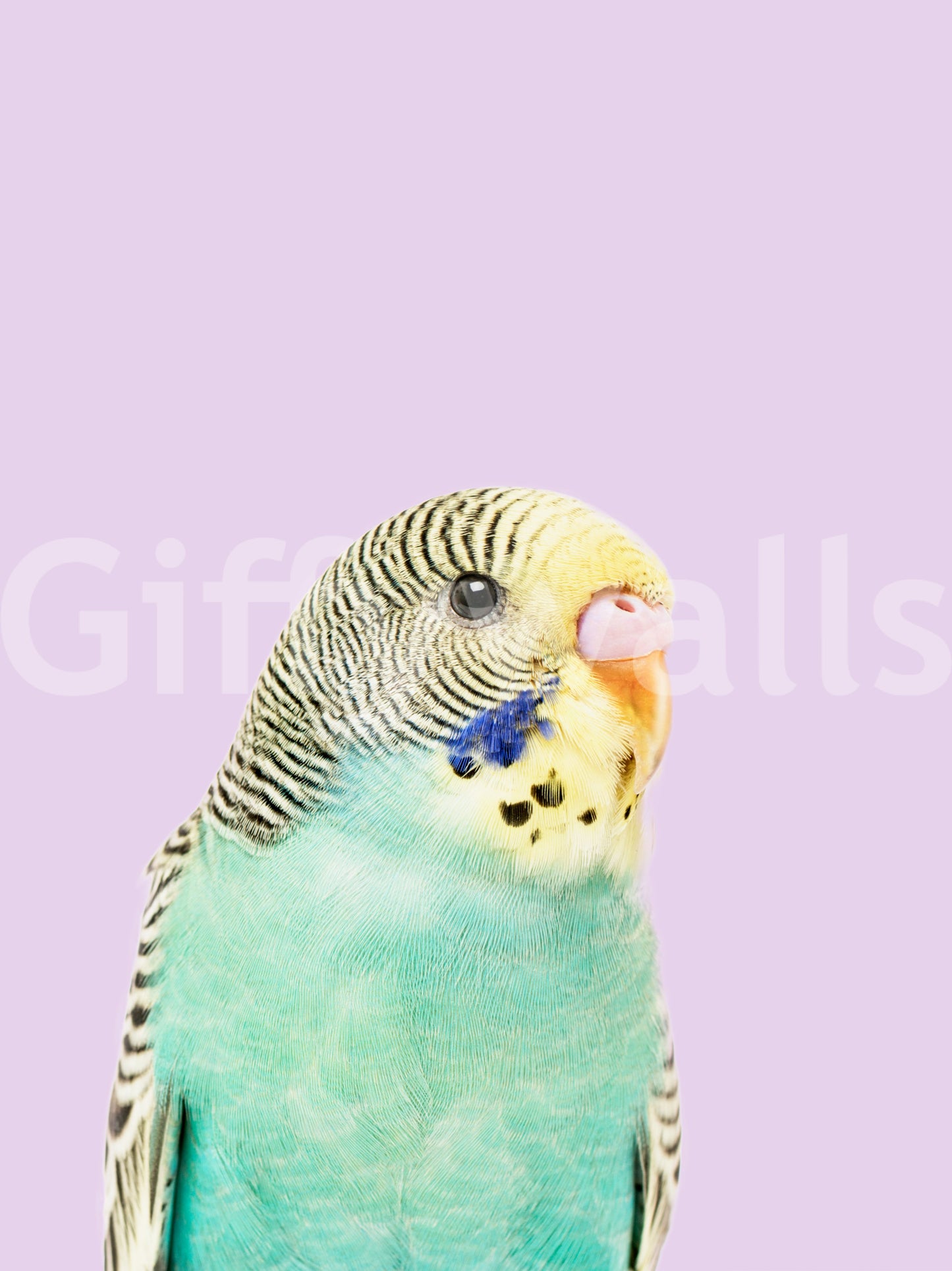 Exotic bird mural with detailed budgie illustration