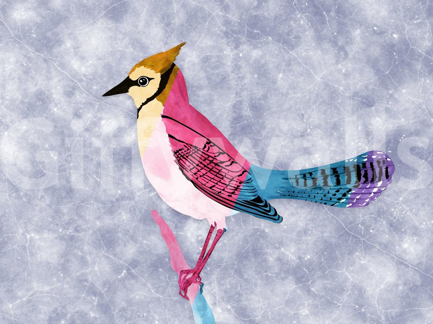 Colorful Jay wall mural shown as a full-wall mural, a pink and turquoise jay on a mottled blue-grey wall