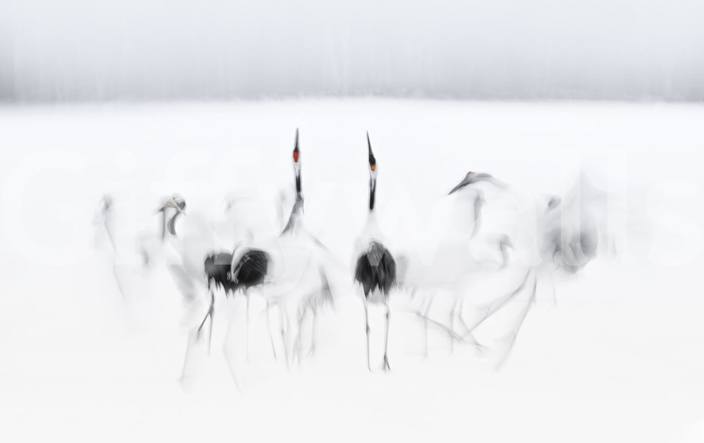 Crane Dance in White wallpaper mural close-up showing red-crowned cranes in soft motion blur on a white field