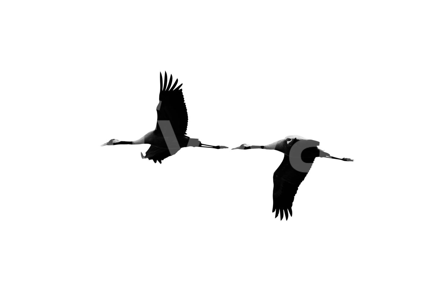 A high-quality serene crane wall mural for walls.