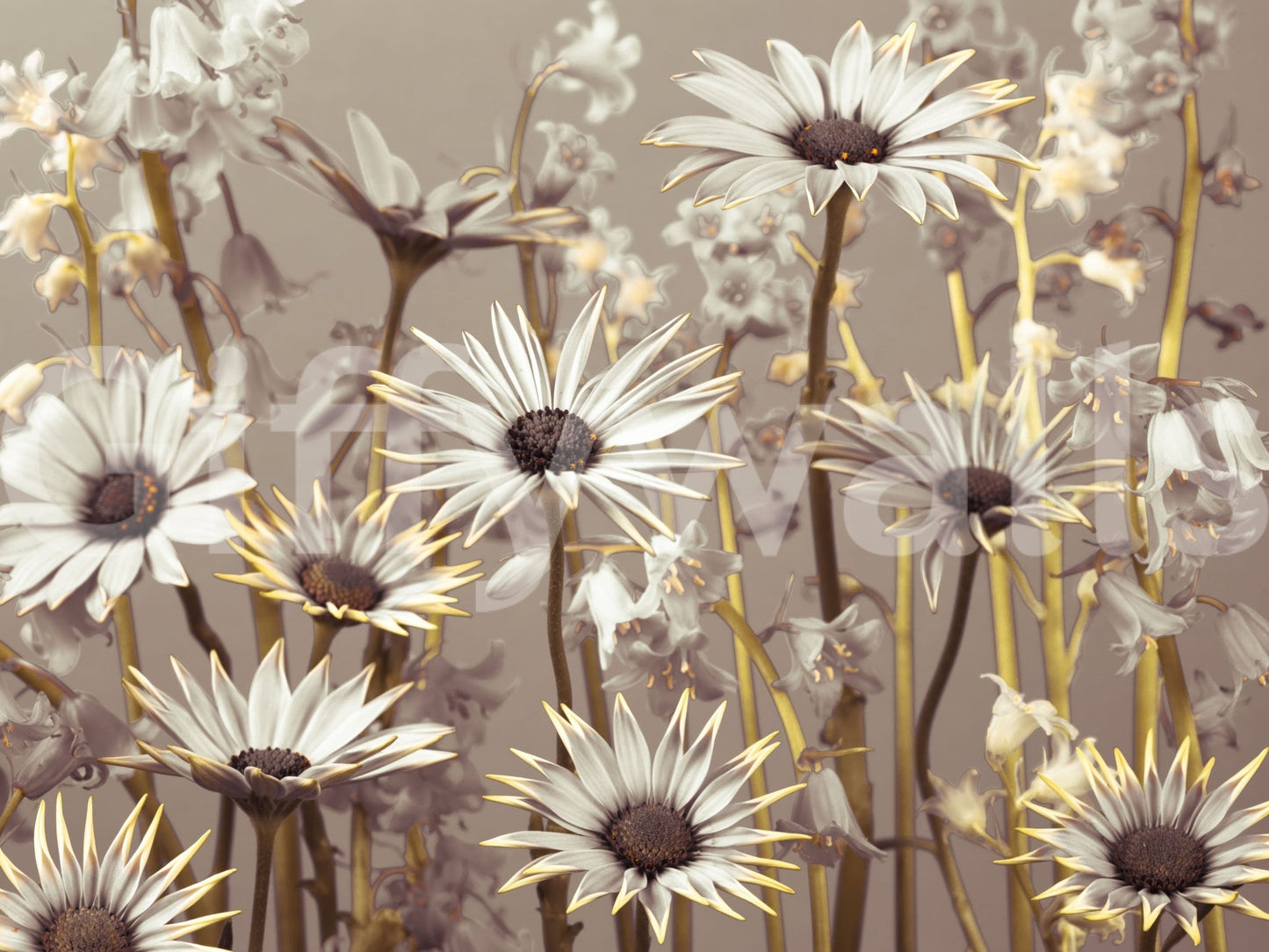 Chic daisy wallpaper with warm-toned blooms arranged in a natural, flowing layout.