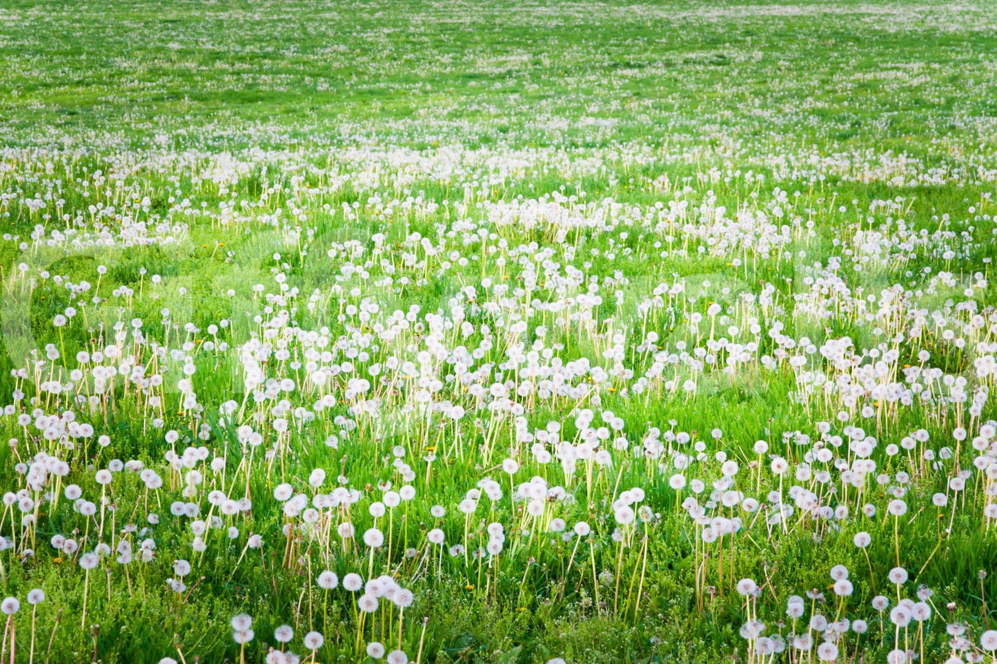 Fluffy white dandelions in fresh greenery