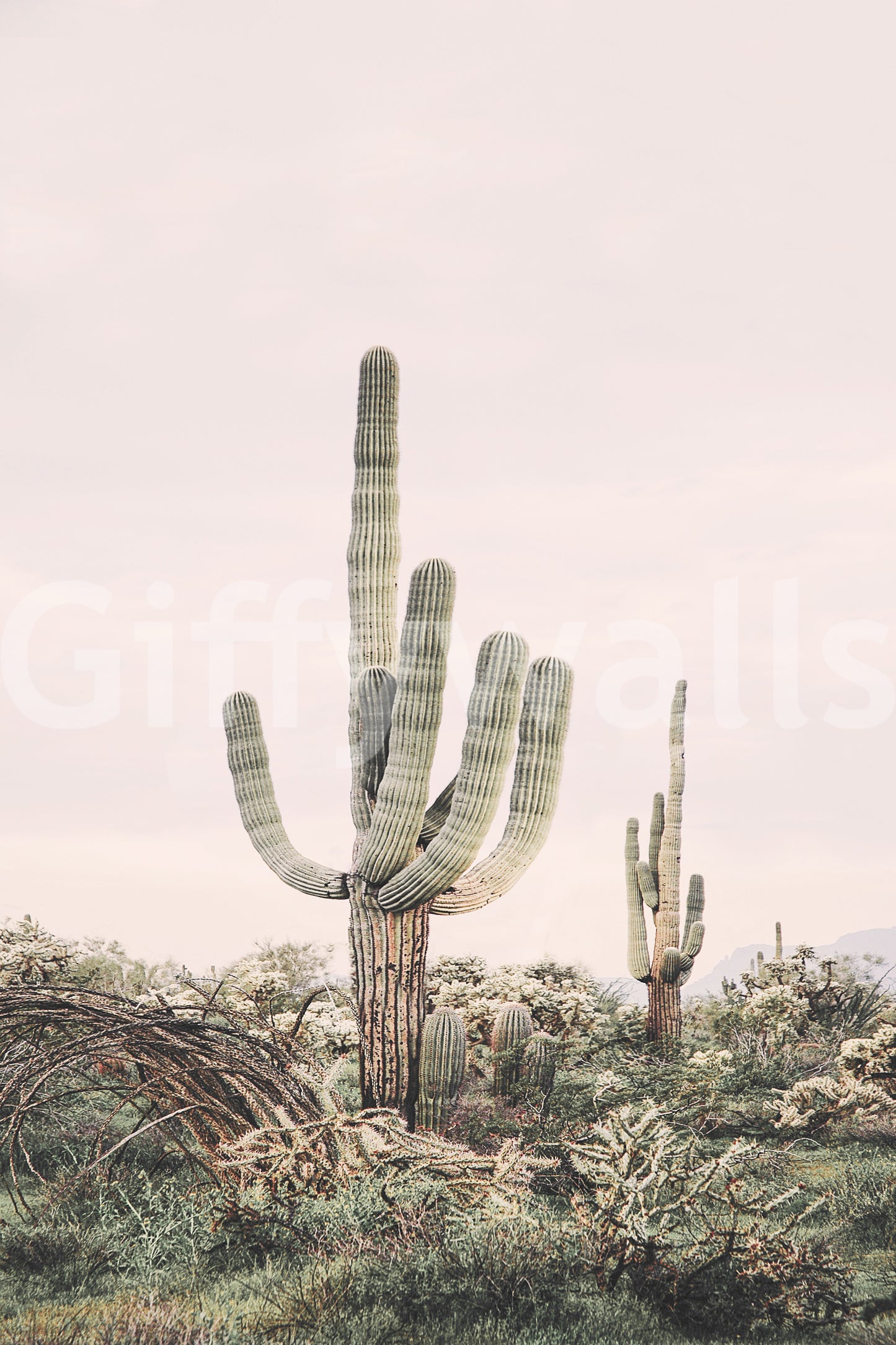 Striking desert scene wallpaper for feature wall