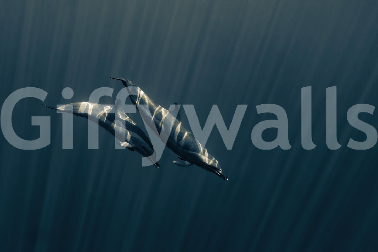 Deep Blue Journey wallpaper mural shown as a full-wall close-up of two dolphins gliding through sunlit deep blue ocean