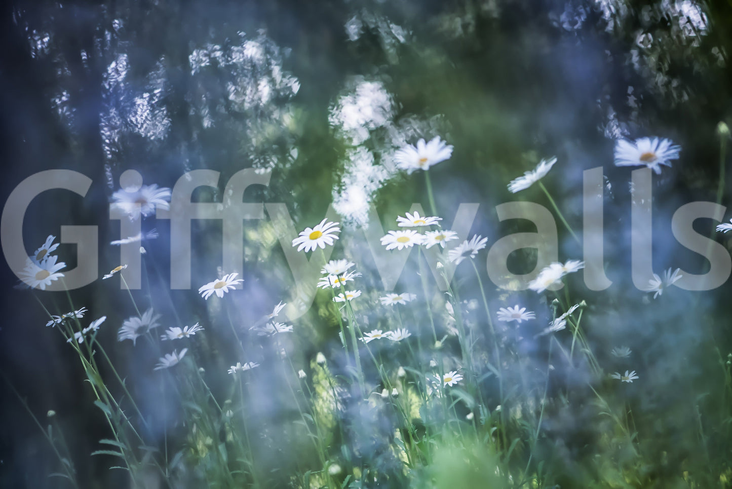 Daisy Dreamscape wallpaper mural close-up showing white daisies and grass against a dark dreamy bokeh
