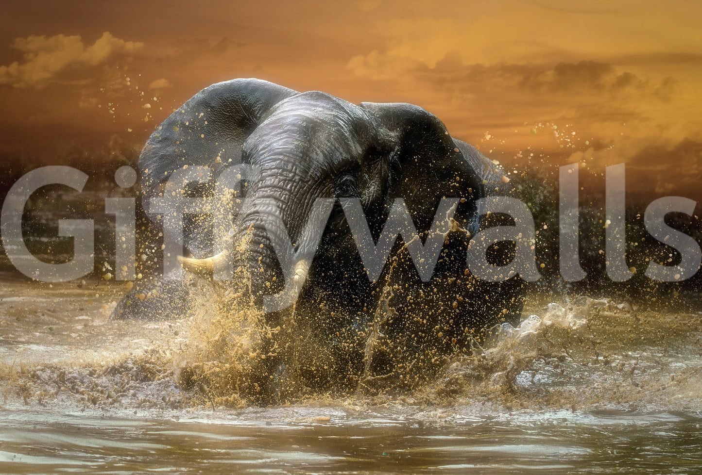 Elephant Plunge Wall Mural -2601164