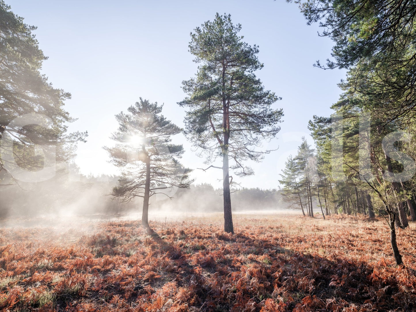 Serene and enchanting wall art.