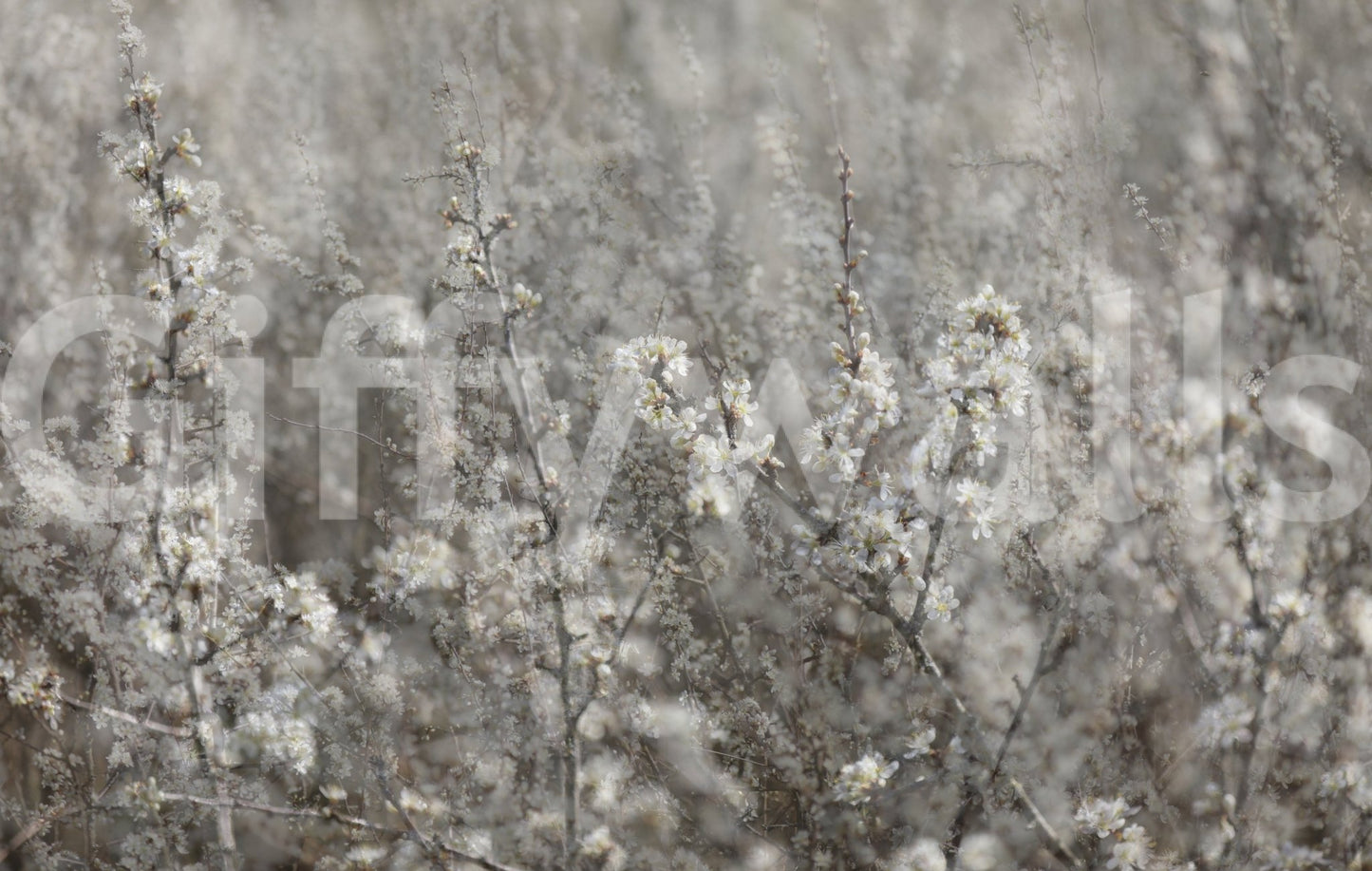 Ethereal Blossoms: Soft Floral Photography Wall Mural