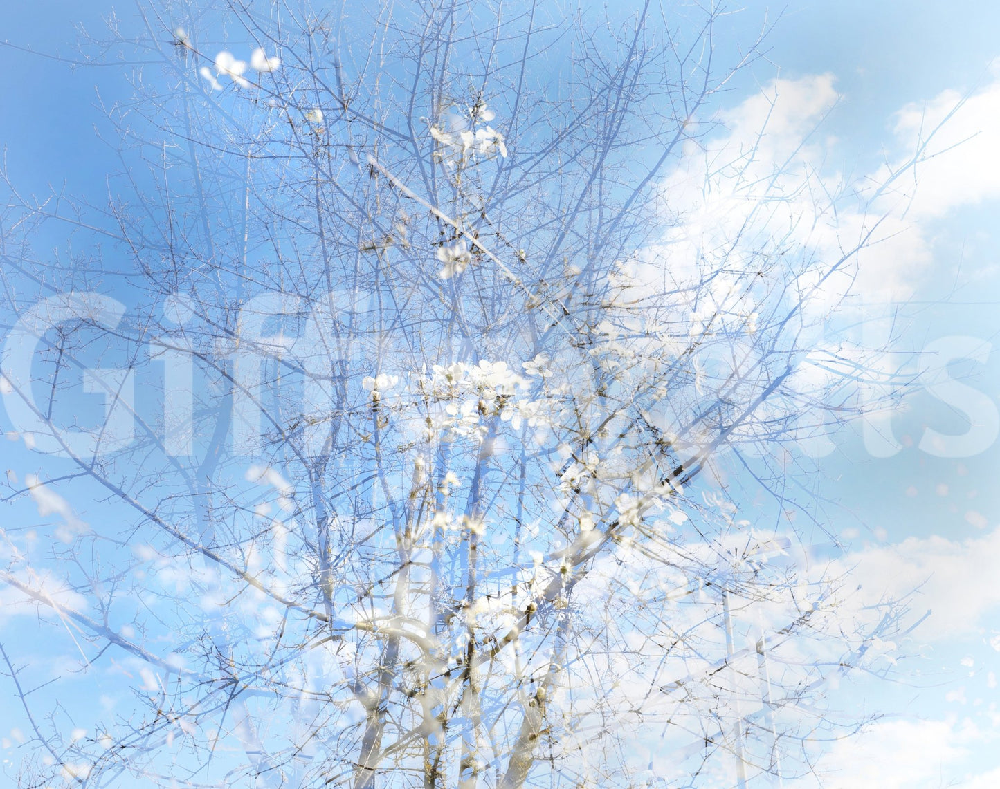 Ethereal Floral Sky Art | Serene Nature Photography | Dreamy Blossoms & Branches Wall Mural