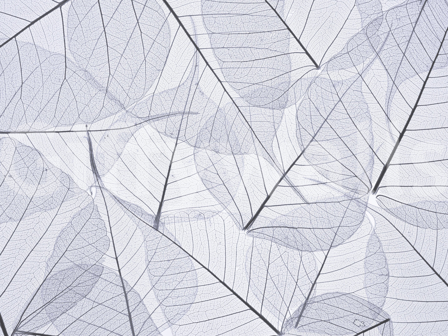 Artistic photograph of dried skeletonized leaves, stylish Skeleton Leaves wall pattern.