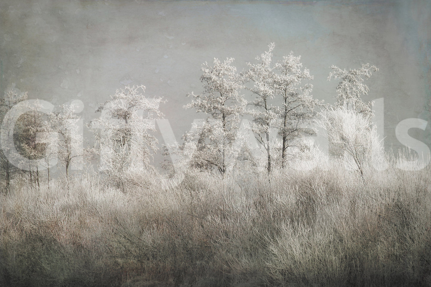 Frosted Stillness wallpaper mural close-up showing frost-covered trees and tall pale grasses in a misty field