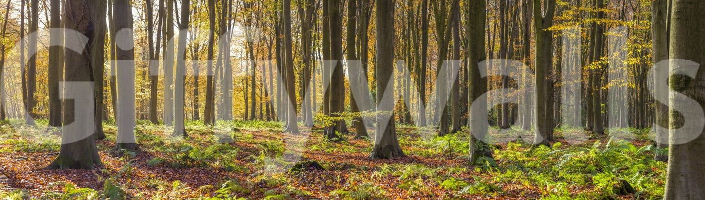 Gorgeous Gilded Woods photo of trees, leaves, and woodland light.
