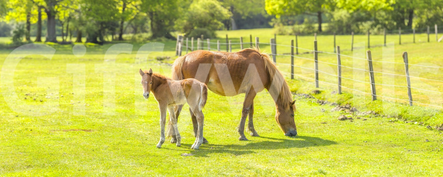 Lush countryside horse and foal mural for natural decor