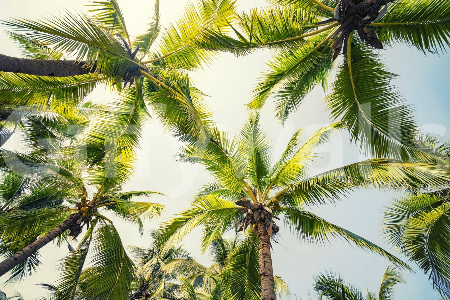 Exotic Island Breeze design, sunlit fronds, ceiling upward perspective wallpaper.
