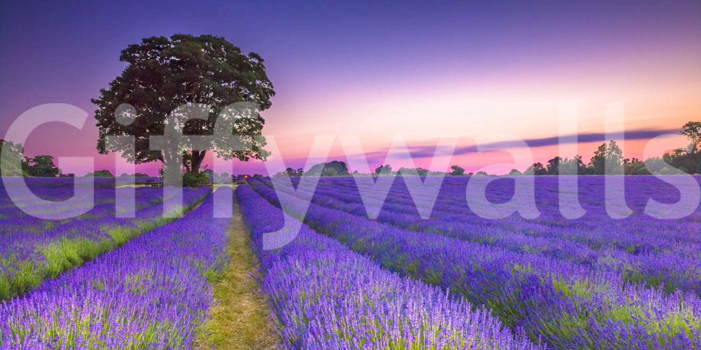 Stunning lavender field mural capturing sunset hues and light.