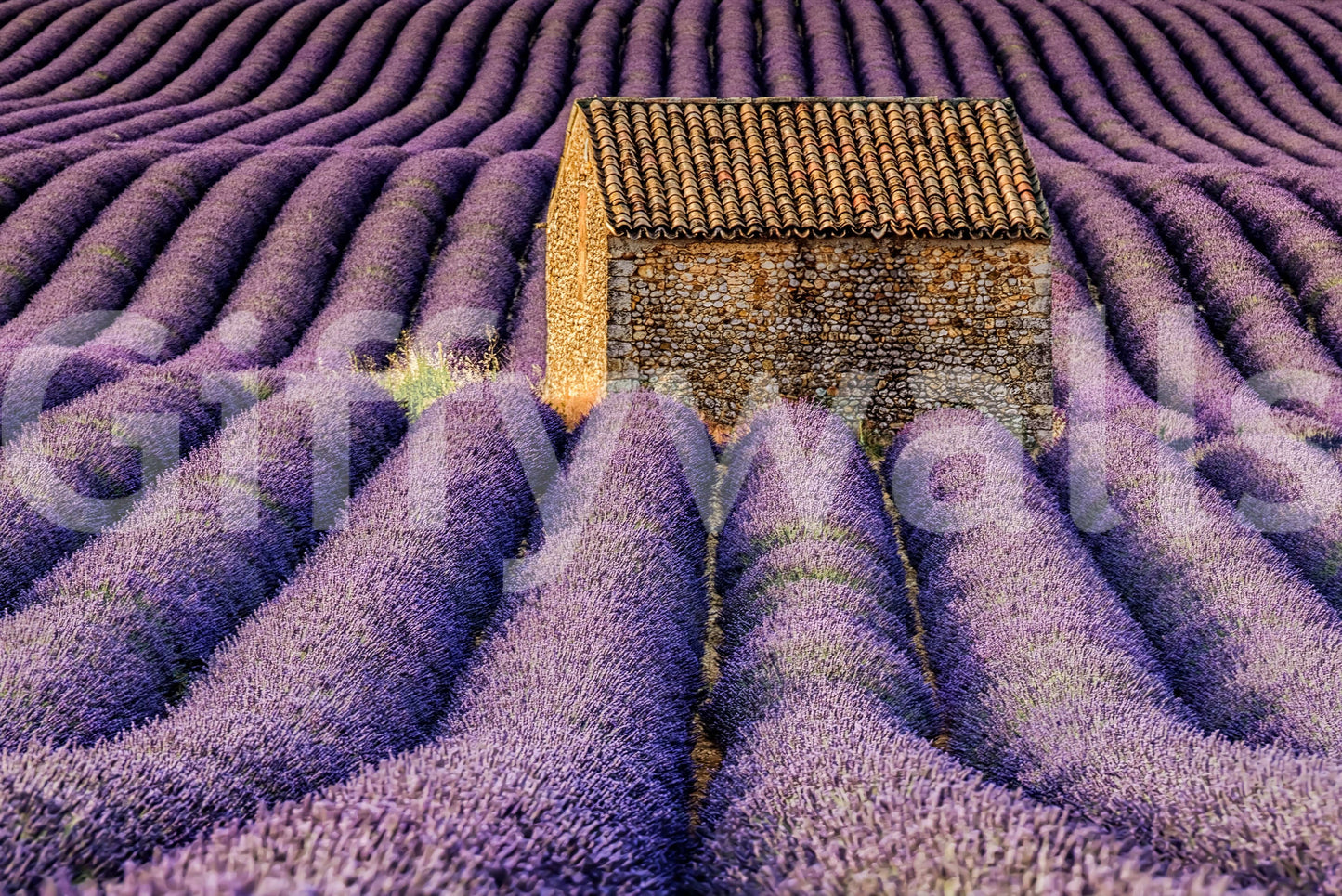 Lavender Haven wallpaper mural shown as a full-wall mural of purple lavender rows surrounding a small old stone cottage with a tiled roof