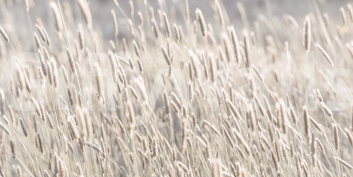 Warm grass wall mural