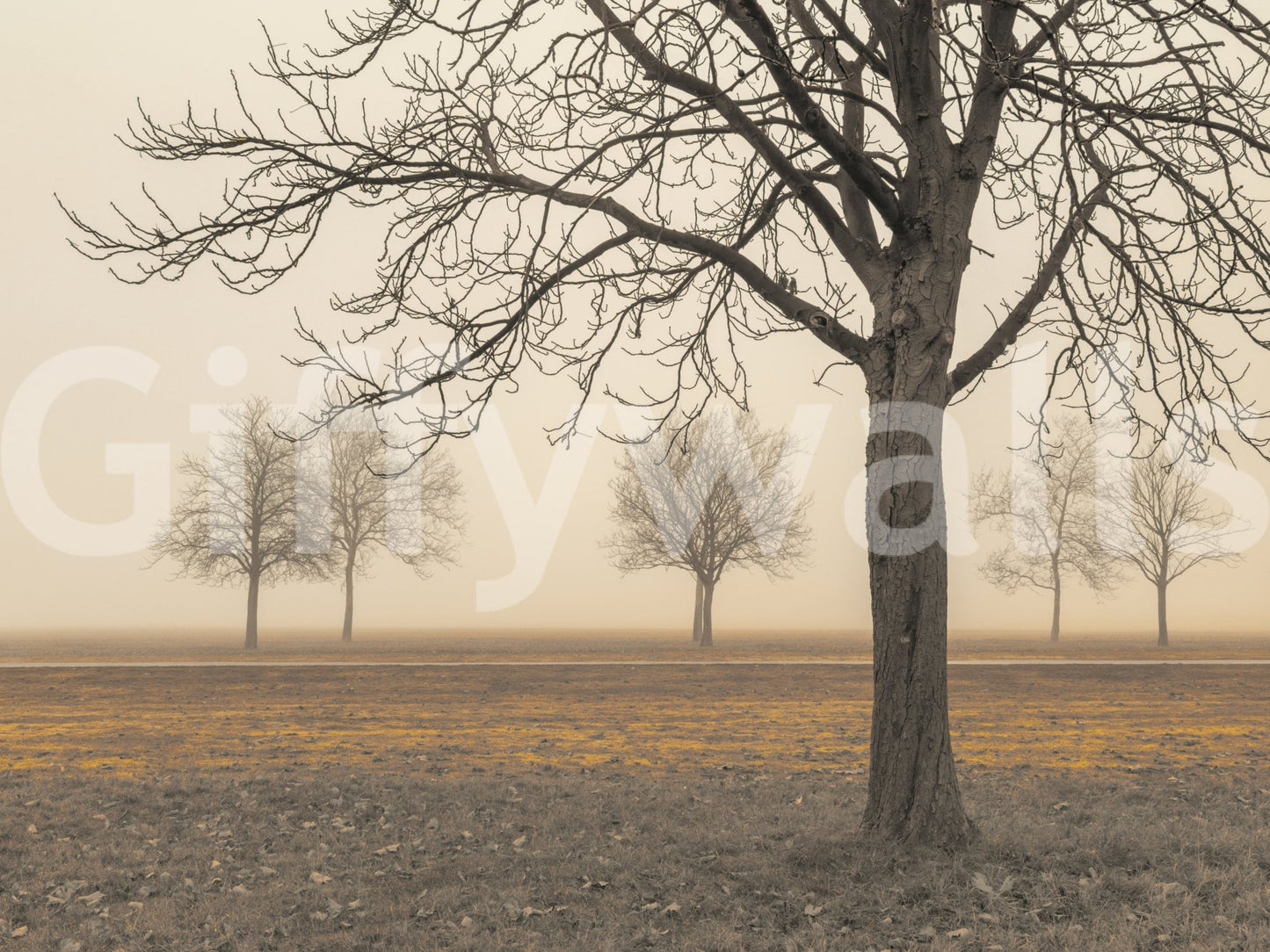 Misty Countryside wallpaper mural close-up of a bare tree and golden field under soft fog at dawn