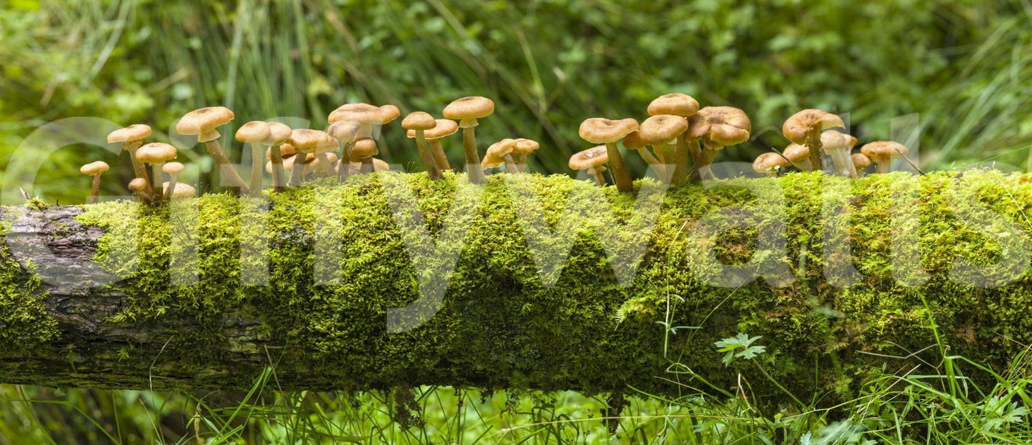 Earthy mossy log with mushrooms mural for nature lovers