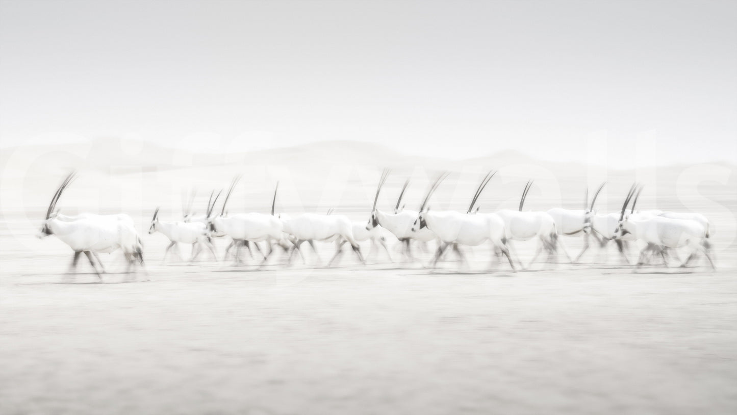 Oryx Mirage Wall Mural -2163973