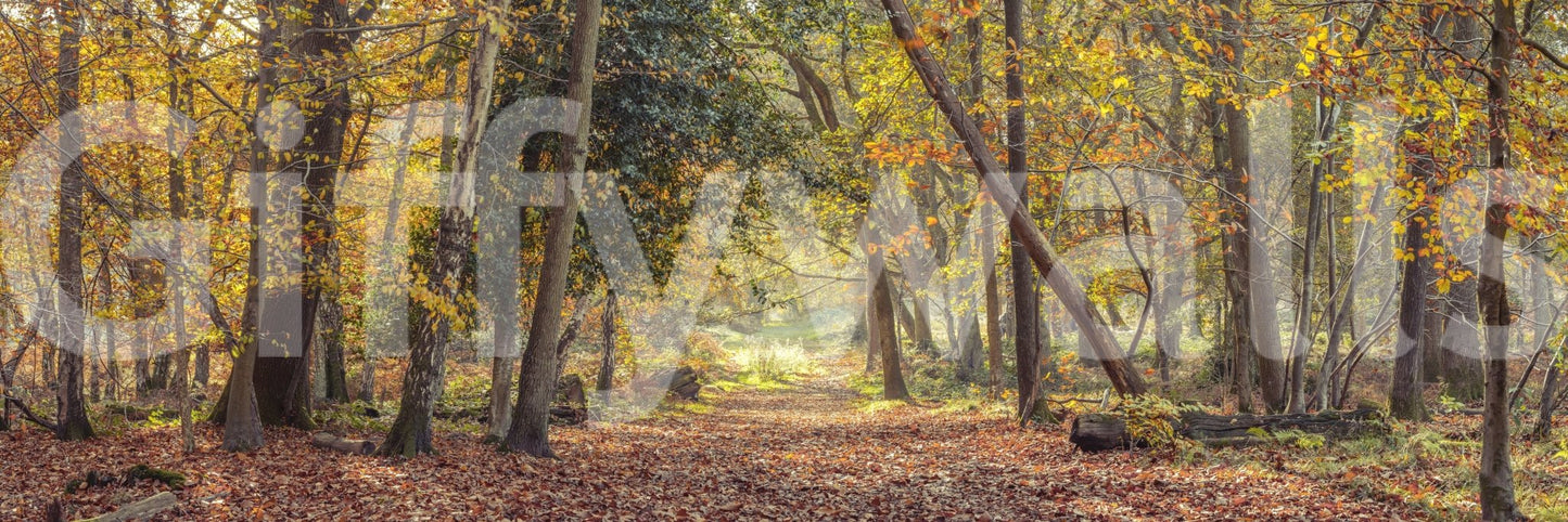 Golden autumn leaves on tranquil woodland path wall mural