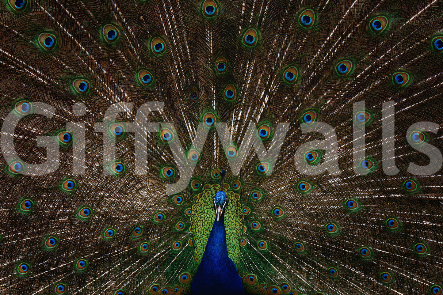 Peacock Pride wallpaper mural close-up of a blue and green peacock displaying its full fan of eyed tail feathers