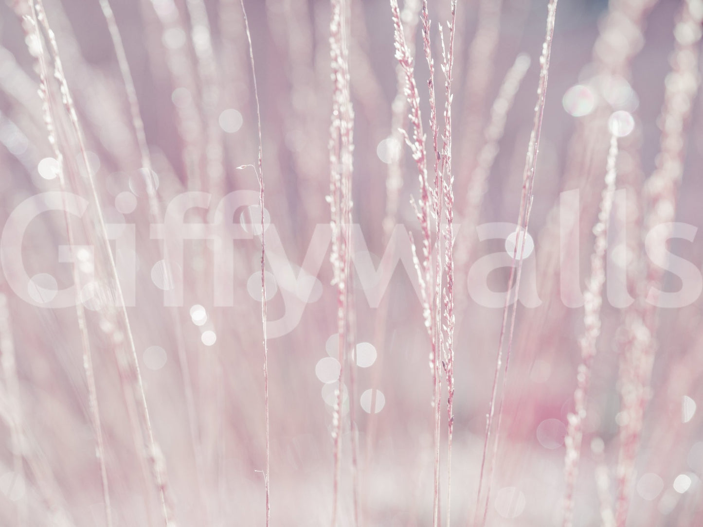 Pink Haze Wall Mural