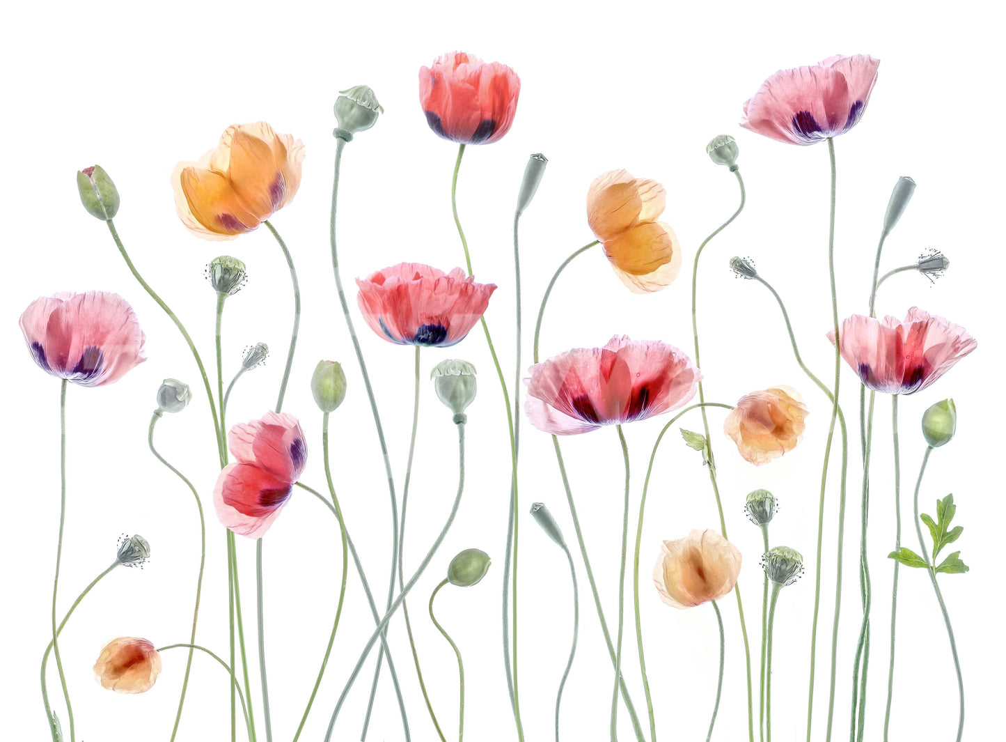 A high-quality serene flower wall mural for walls.