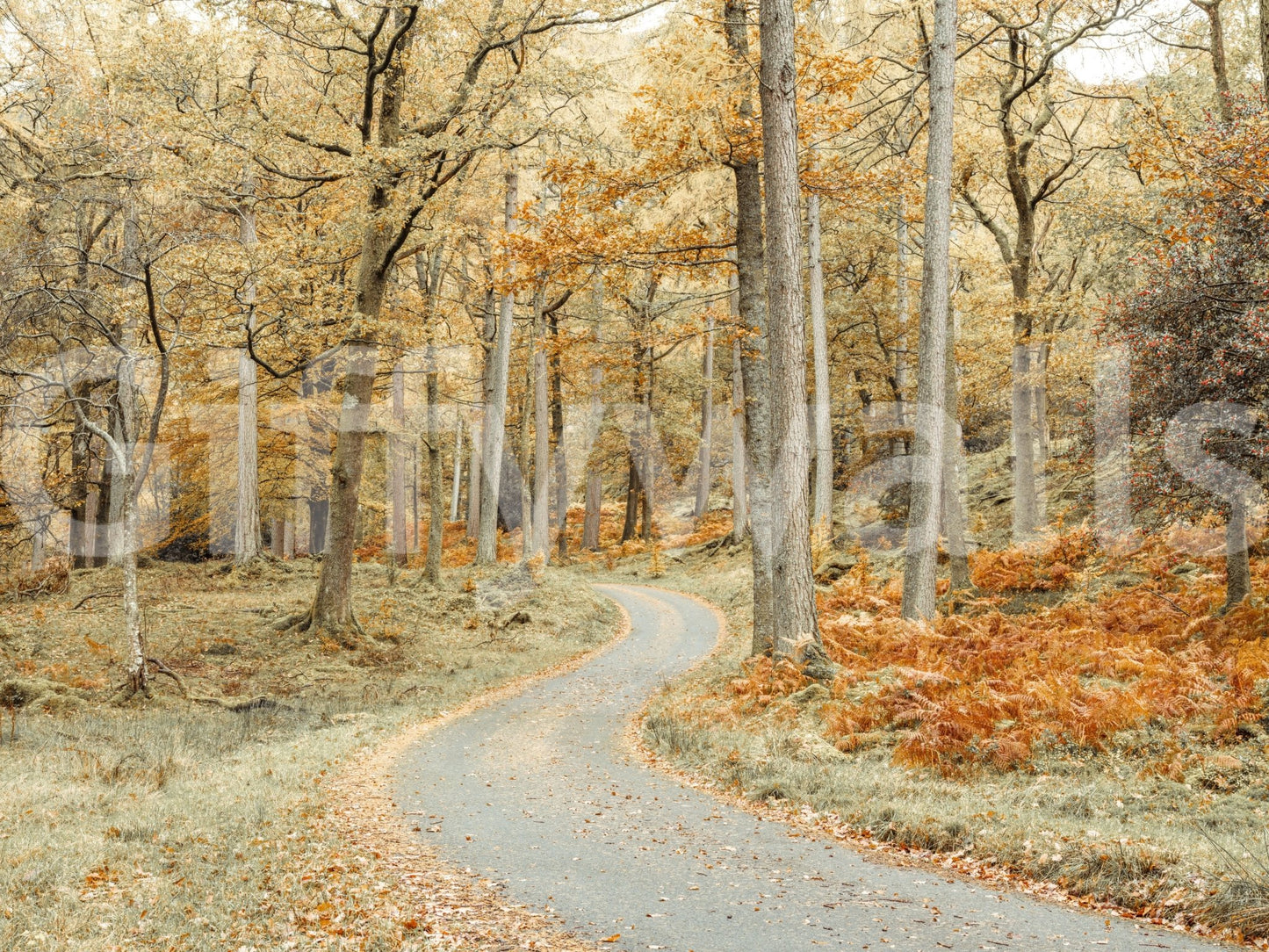 Seasonal fall path mural for living rooms
