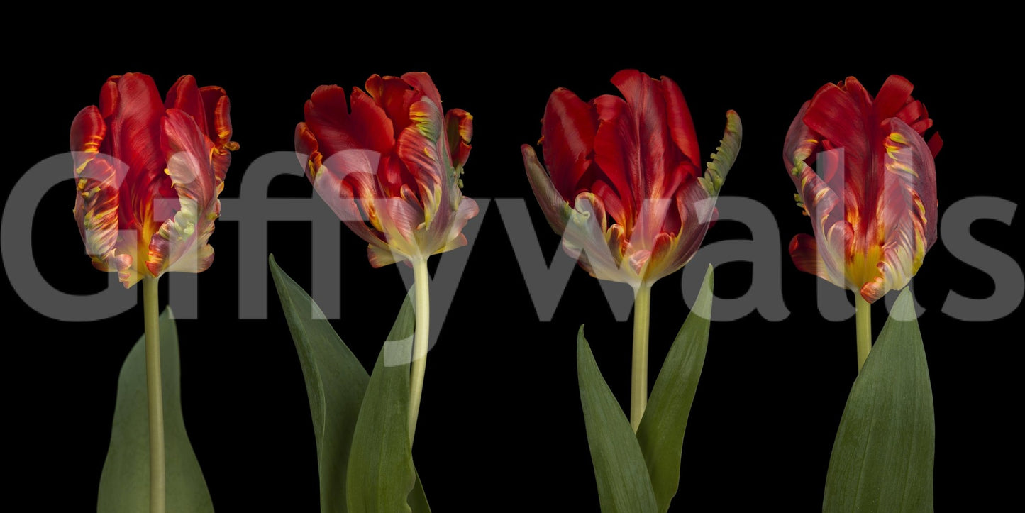 The flowers stand out dramatically against the dark background.