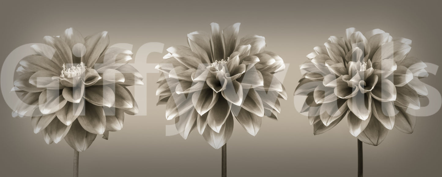 Artistic floral composition, Sepia Dahlia Trio luxury wall textile.