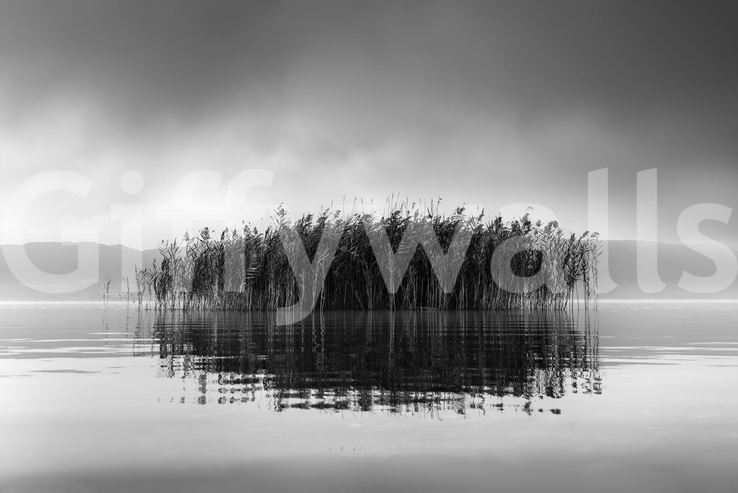 Reflections of Serenity wallpaper mural shown as a full-wall black and white design of reeds mirrored in a still misty lake