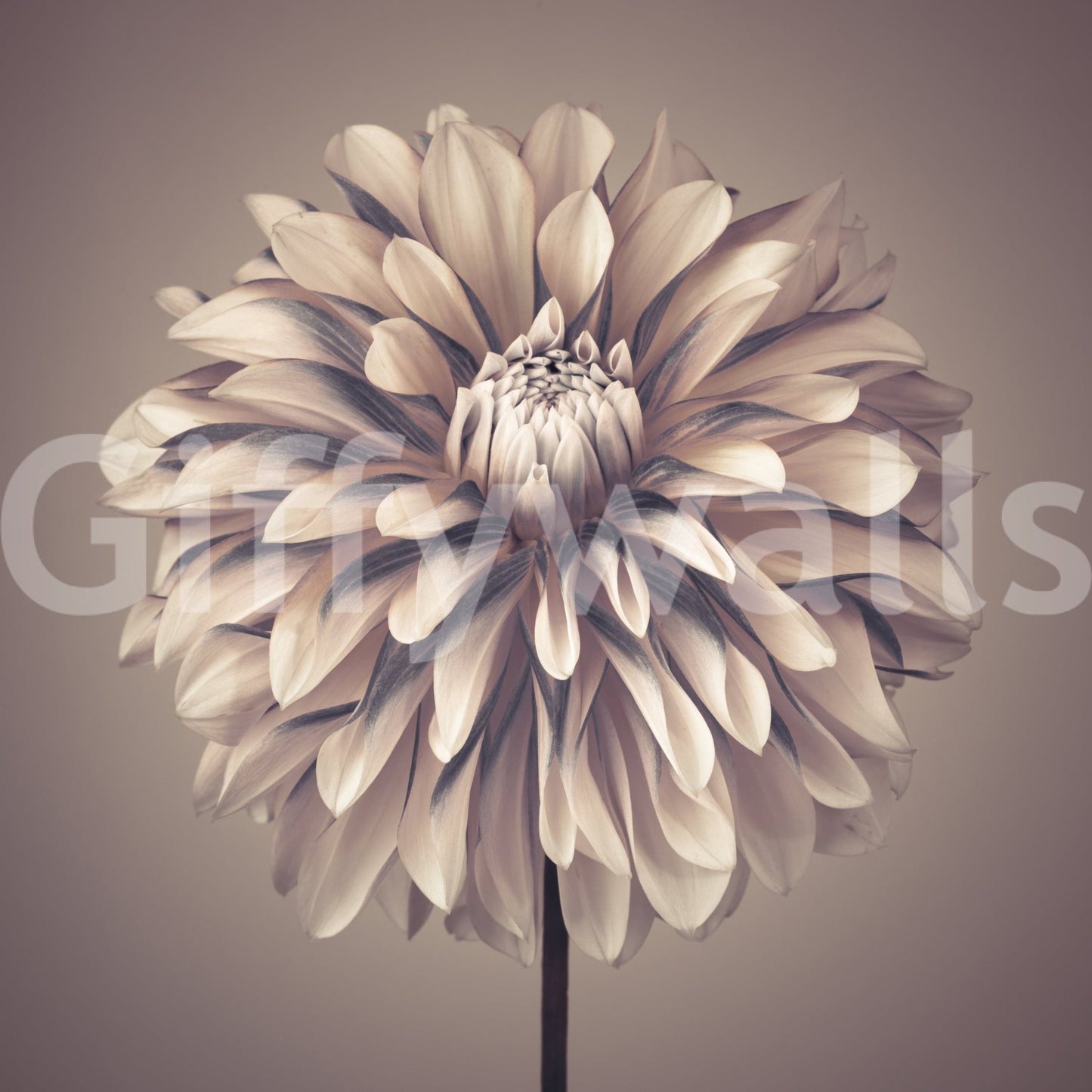 Modern floral wall covering suitable for rental apartment upgrades.