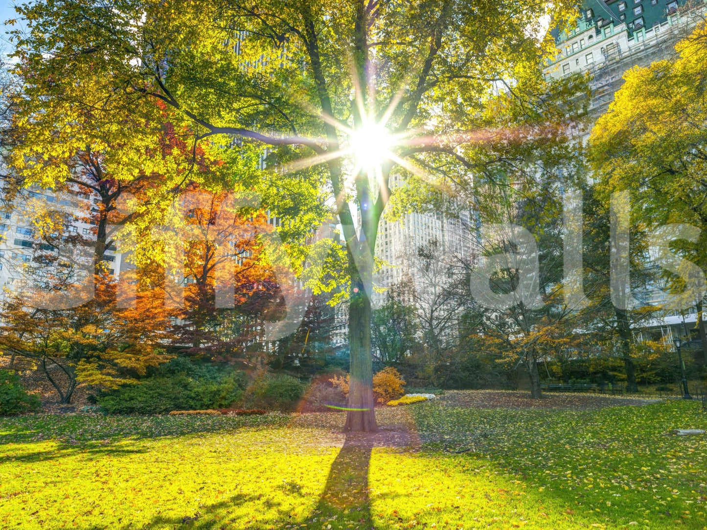 Sun Rays Through Trees wallpaper mural shown as a full-wall render of a sunburst through autumn park trees by city buildings